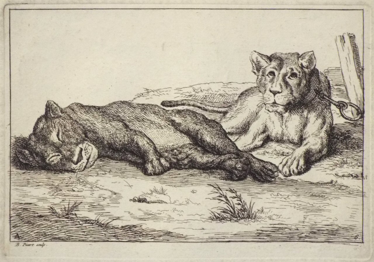 Etching - A. 6. Two lionesses - Picart